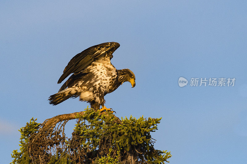 白头haliaeetus leucocephalus，阿拉斯加的秃鹰。美国的国鸟。